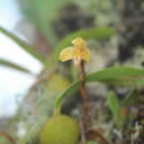 Image of Maxillaria notylioglossa Rchb. fil.