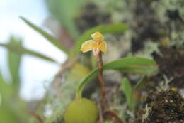 Imagem de Maxillaria notylioglossa Rchb. fil.