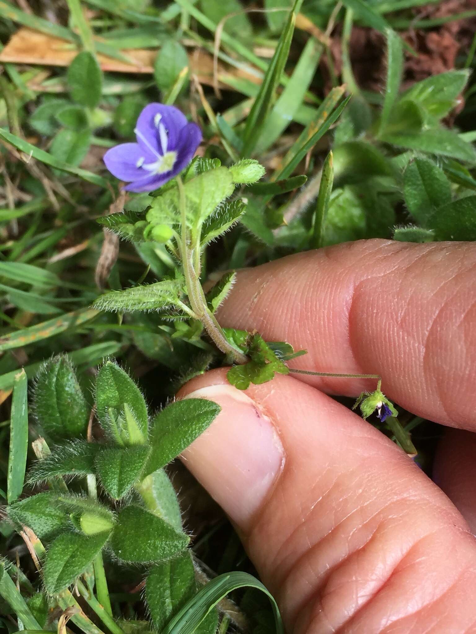 Image of slender speedwell