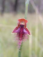 Calochilus therophilus D. L. Jones的圖片