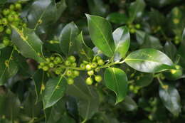 <i>Ilex</i> × <i>altaclerensis</i> (Loud.) Dallim. resmi