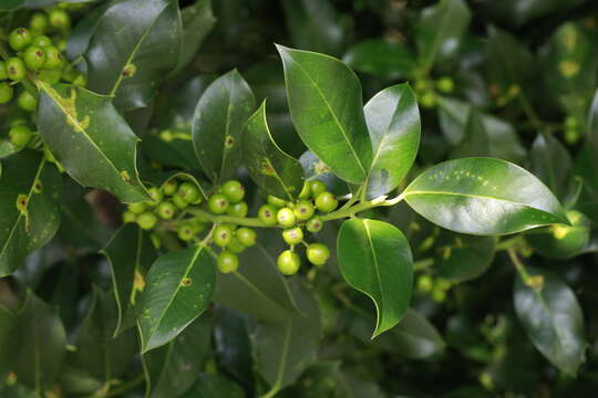 Image of <i>Ilex</i> × <i>altaclerensis</i> (Loud.) Dallim.