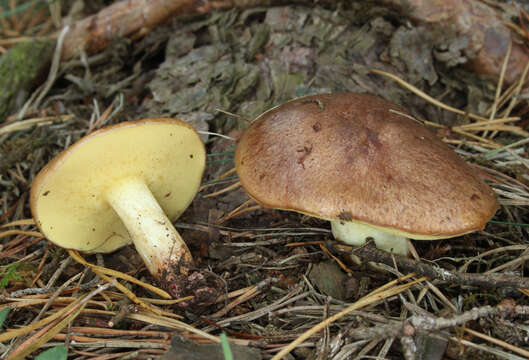 Image of Suillus collinitus (Fr.) Kuntze 1898