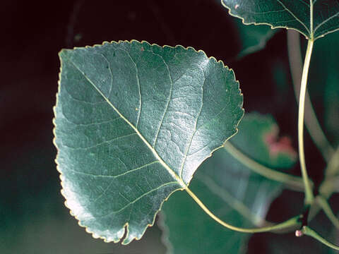 Image of eastern cottonwood