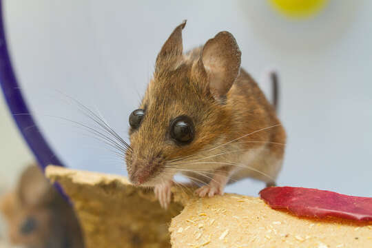 Image of White-footed Deermouse