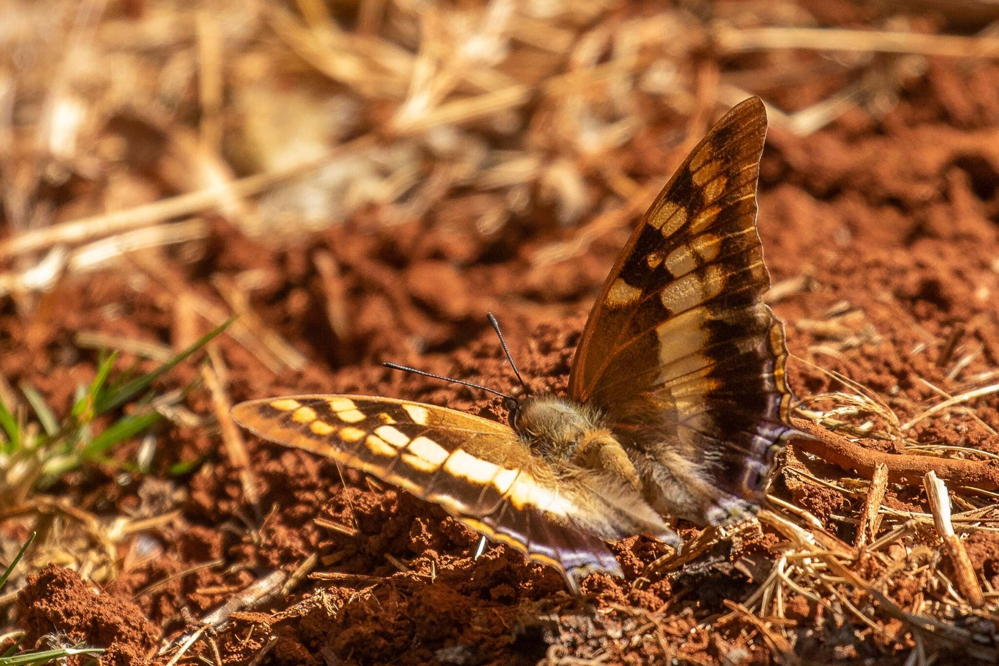 صورة Charaxes guderiana Dewitz 1879