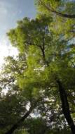 Image of Narrow-leafed Ash