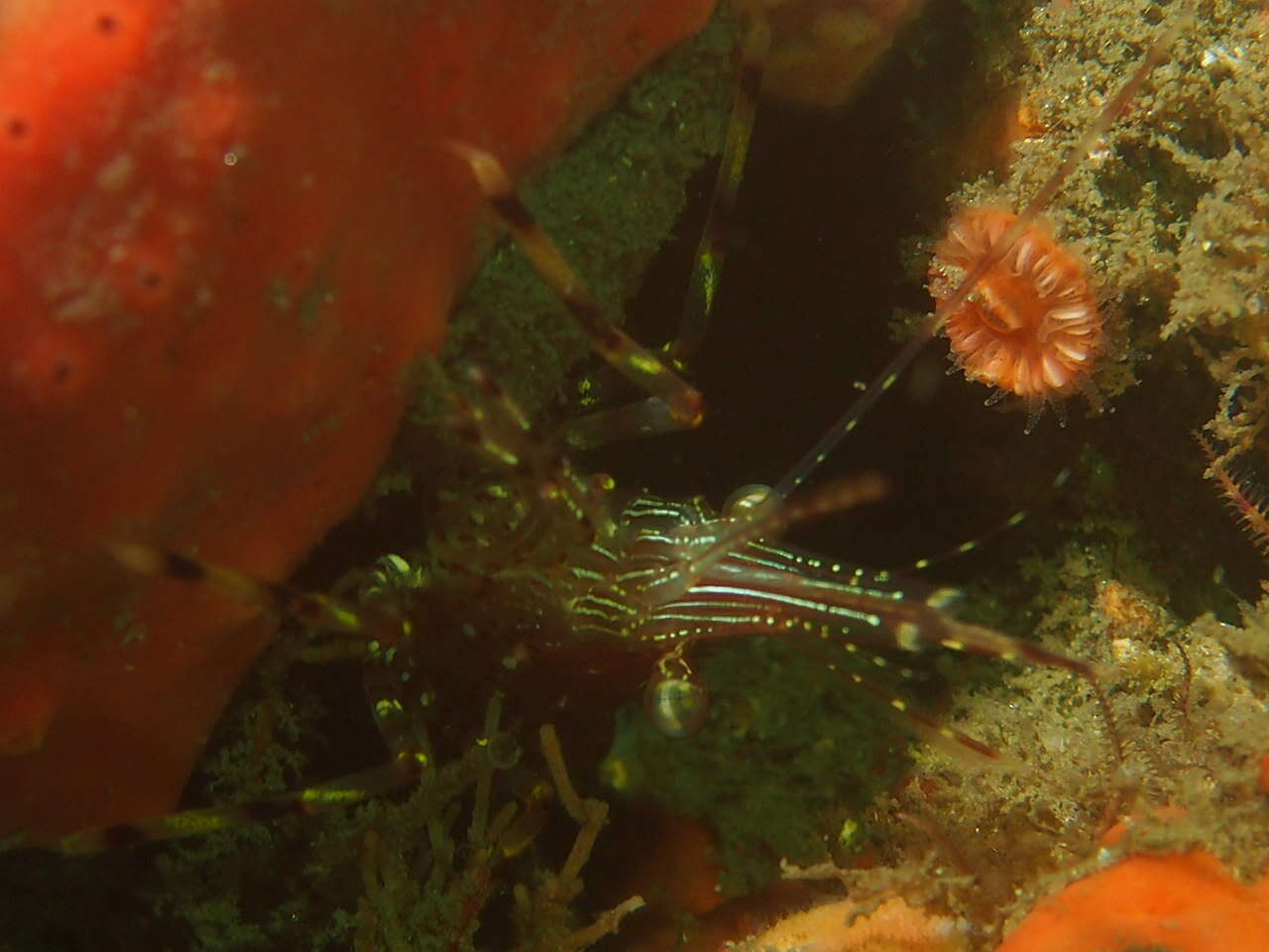 Image of California longbeak