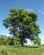 Image of Narrow-leafed Ash