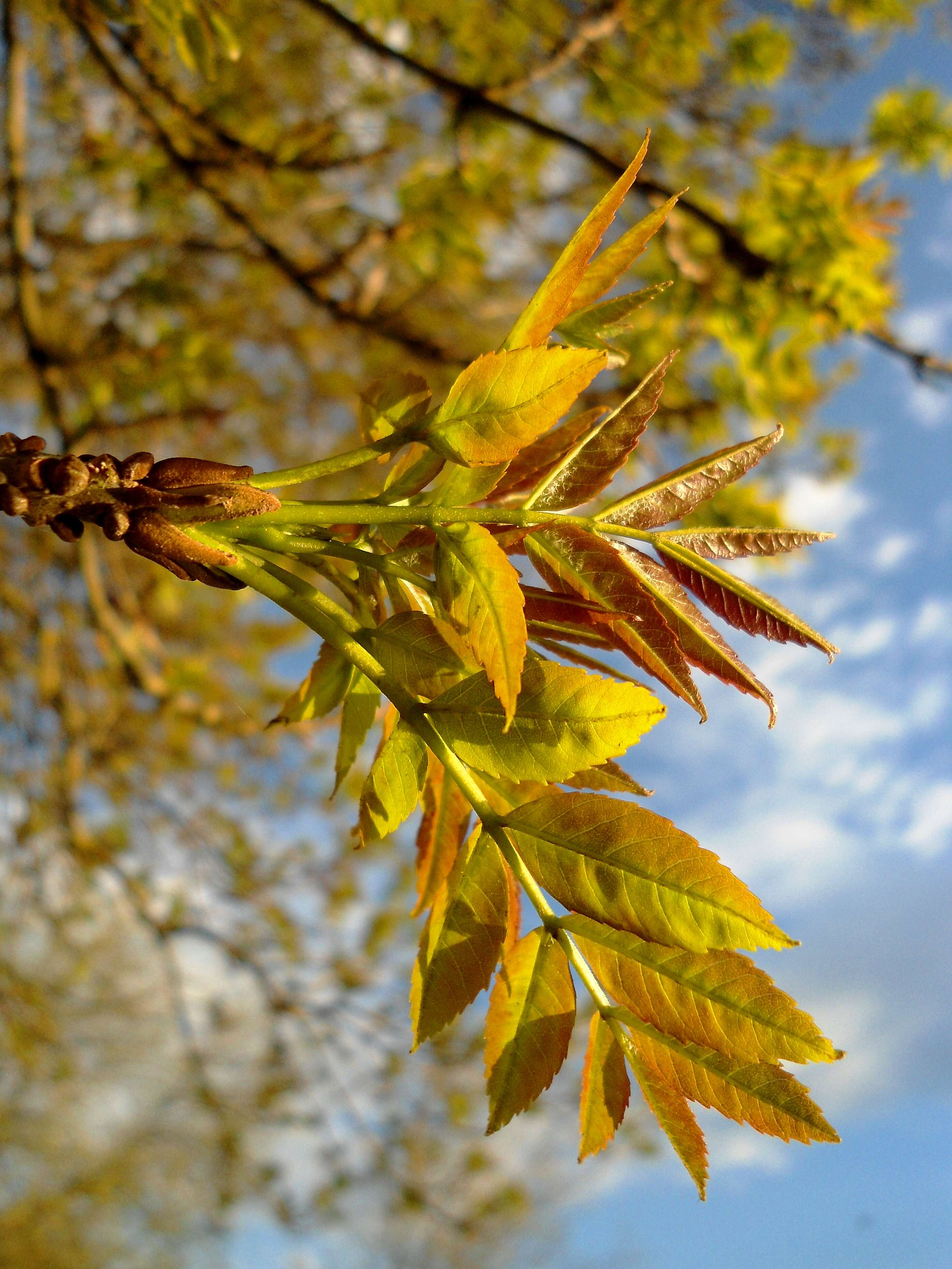 Image of Narrow-leafed Ash