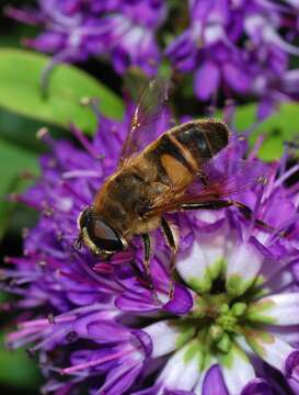 Image of drone fly