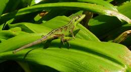 Image of Horsfield's Spiny Lizard