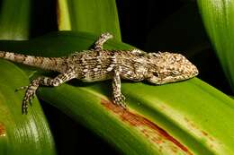 Image of Horsfield's Spiny Lizard