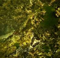 Image of Giant blenny