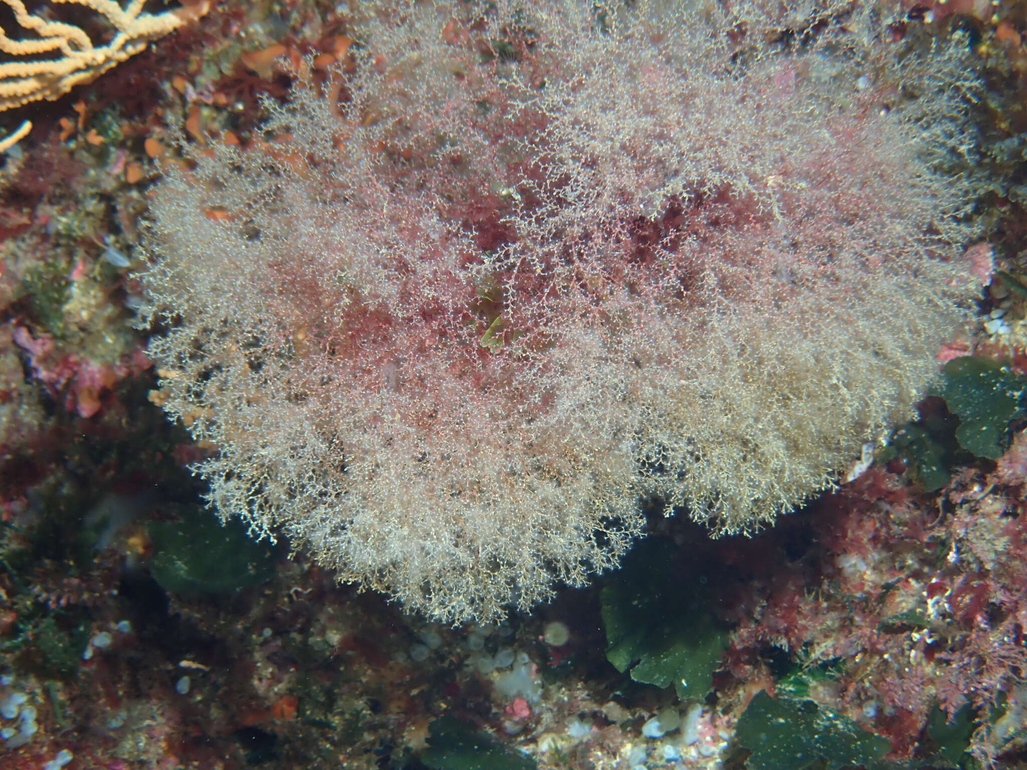 صورة Sertularella crassicaulis (Heller 1868)