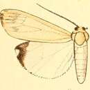 Image of Utetheisa lactea Butler 1884