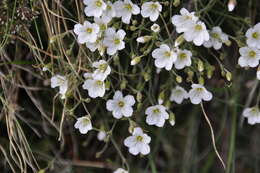 Plancia ëd Cherleria laricifolia (L.) Iamonico