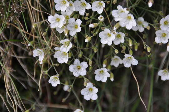 Image of Cherleria laricifolia (L.) Iamonico