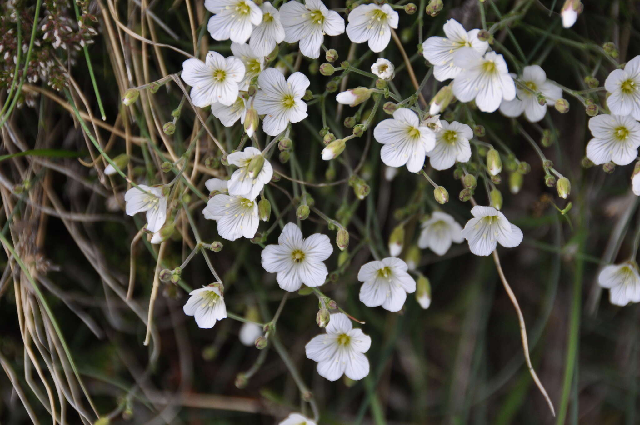 Plancia ëd Cherleria laricifolia (L.) Iamonico