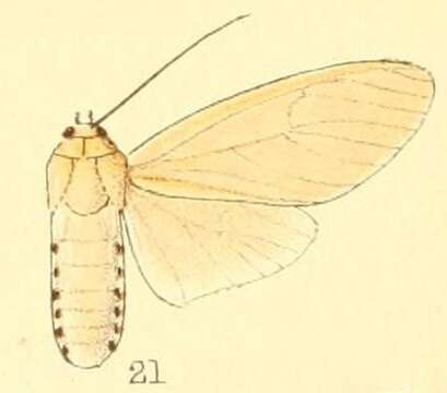 Слика од Amerila rufifemur Walker 1855