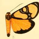 Imagem de Chaetostephana inclusa Karsch 1895