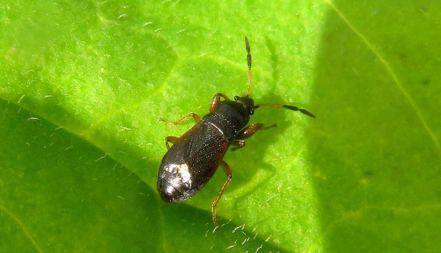 Image de Megalonotus (Megalonotus) antennatus (Schilling 1829)