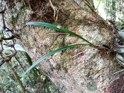 Image of Bulbophyllum sandrangatense Bosser