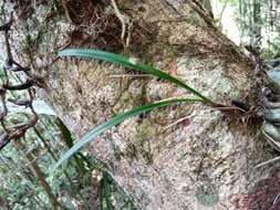 Plancia ëd Bulbophyllum sandrangatense Bosser