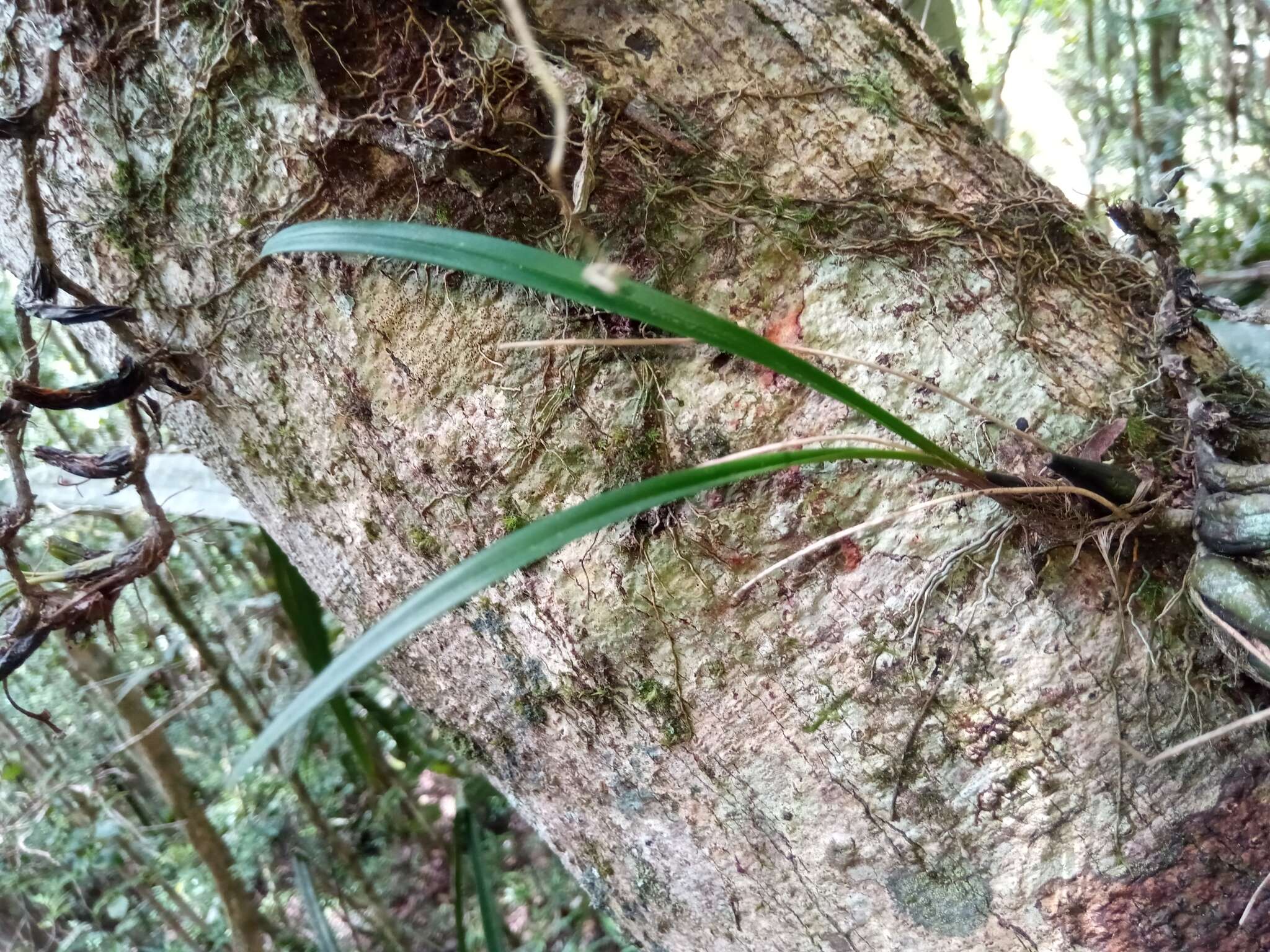 Image of Bulbophyllum sandrangatense Bosser