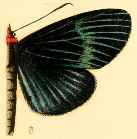 Image of Massaga monteirona Butler 1874