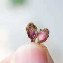 Image of Loropetalum chinense var. rubrum Yieh