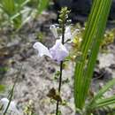 Image of Florida scrub skullcap