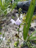 Image de Scutellaria arenicola Small