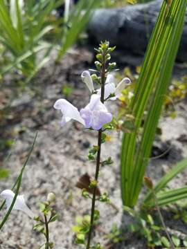 Image of Florida scrub skullcap