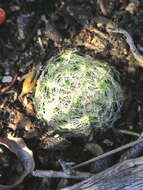 Haworthia arachnoidea var. arachnoidea resmi