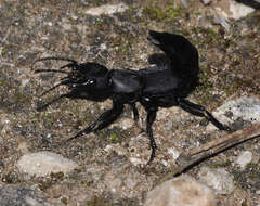 Image of Devil's Coach Horse