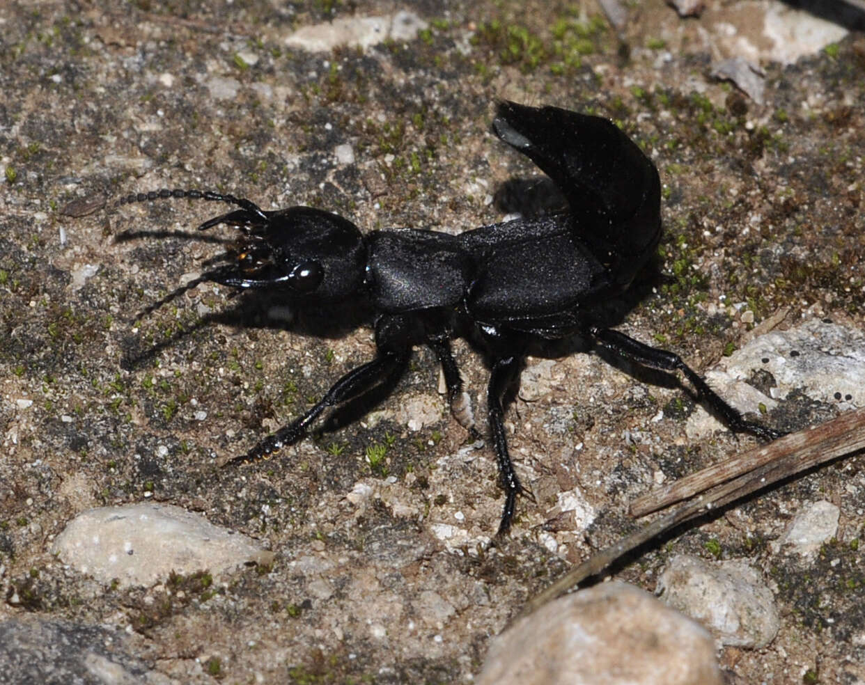 Image of Devil's Coach Horse