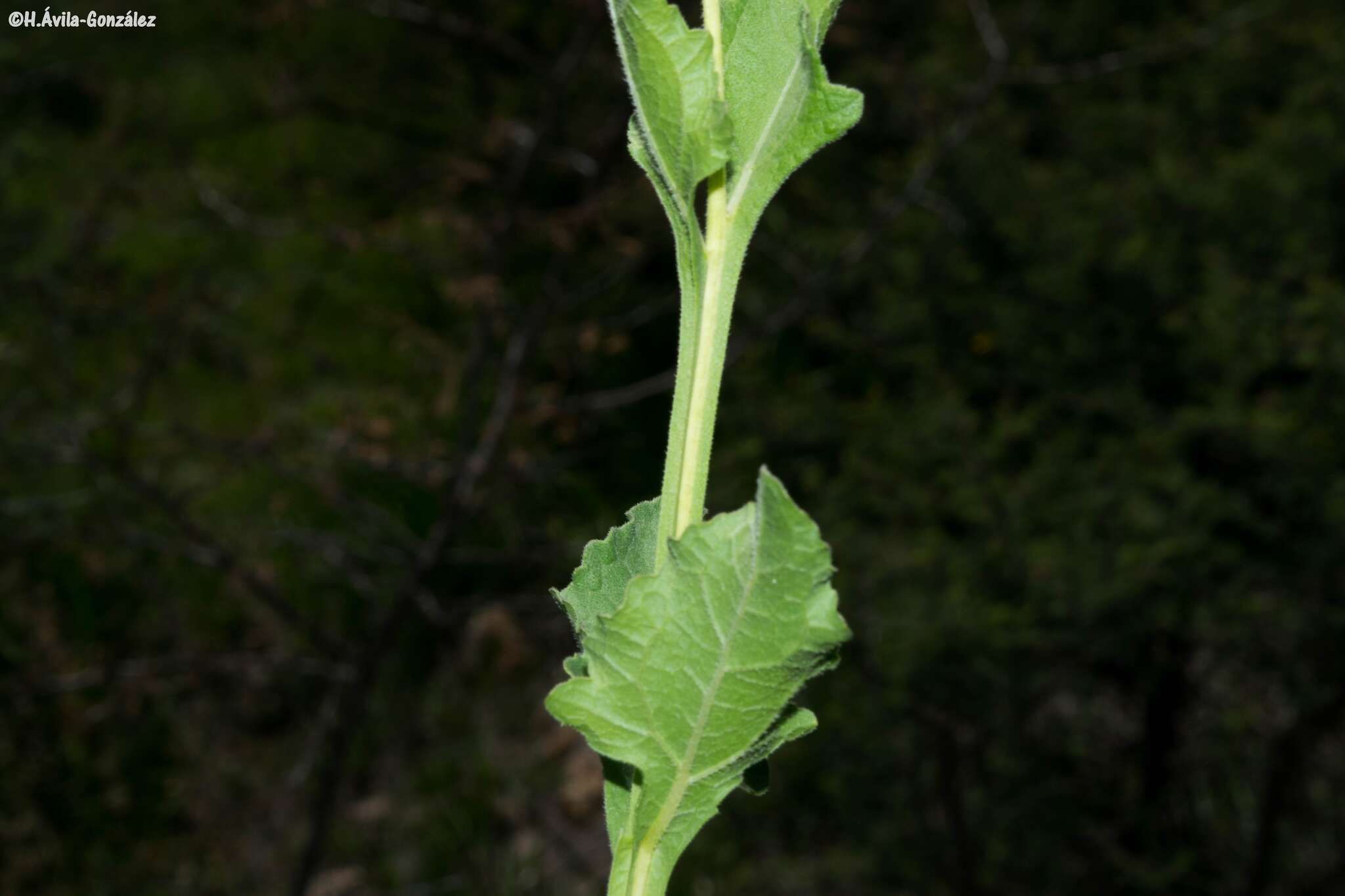 Image of Verbesina pedunculosa (DC.) Robinson