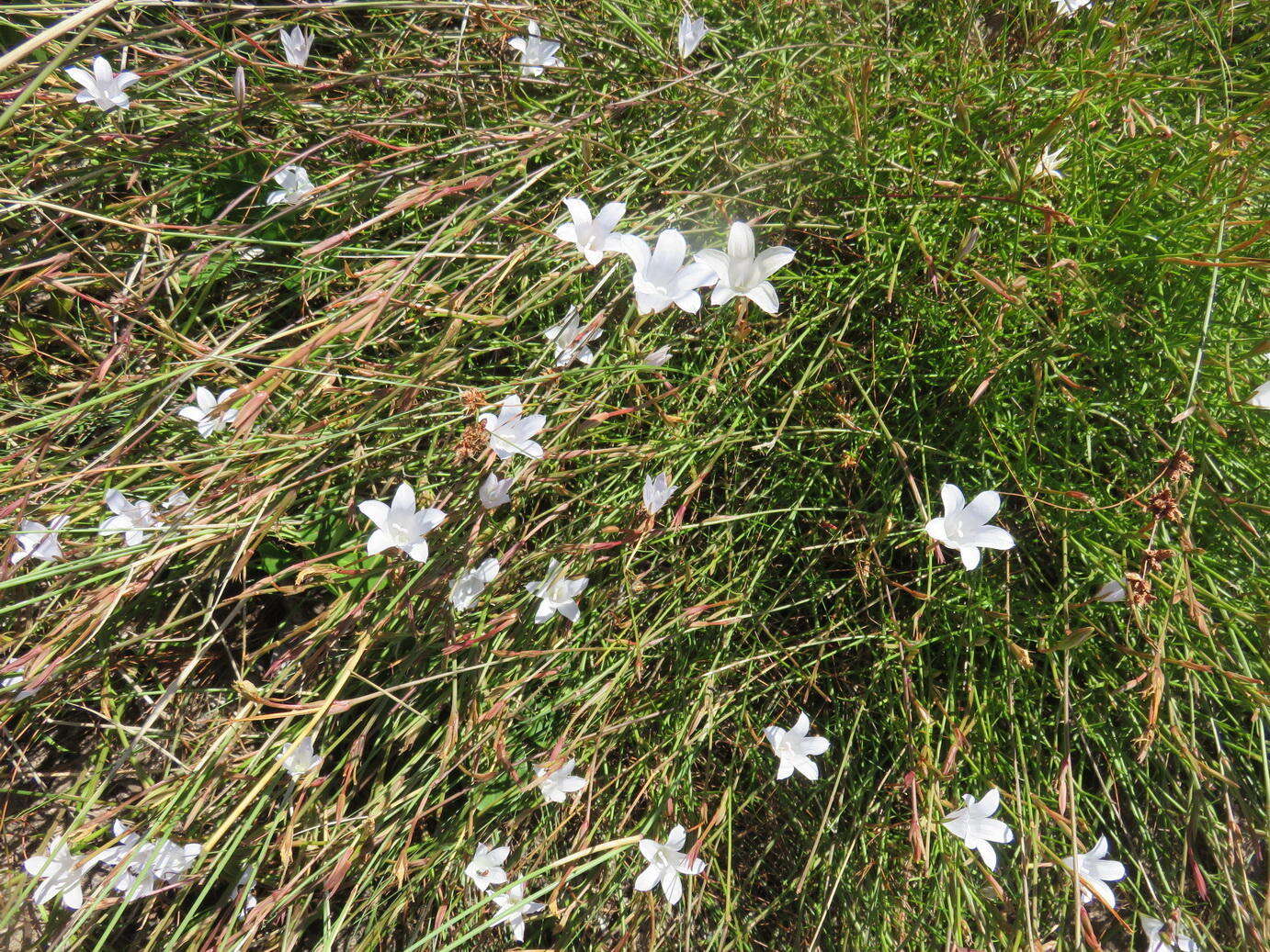 Imagem de Prismatocarpus campanuloides var. campanuloides