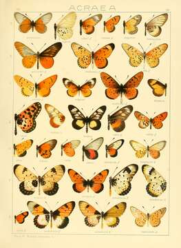 صورة Acraea anemosa Hewitson 1865