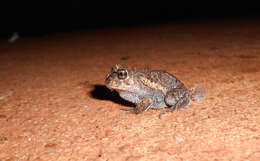 Image of American Ground Frog