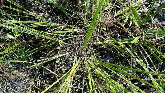 Image of Scleria ciliata var. elliottii (Chapm.) Fernald