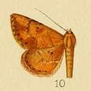 Image of Cerynea ignealis Hampson 1910
