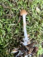 Image of Psilocybe aztecorum R. Heim 1957