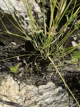 Image of Lobelia jasionoides var. jasionoides