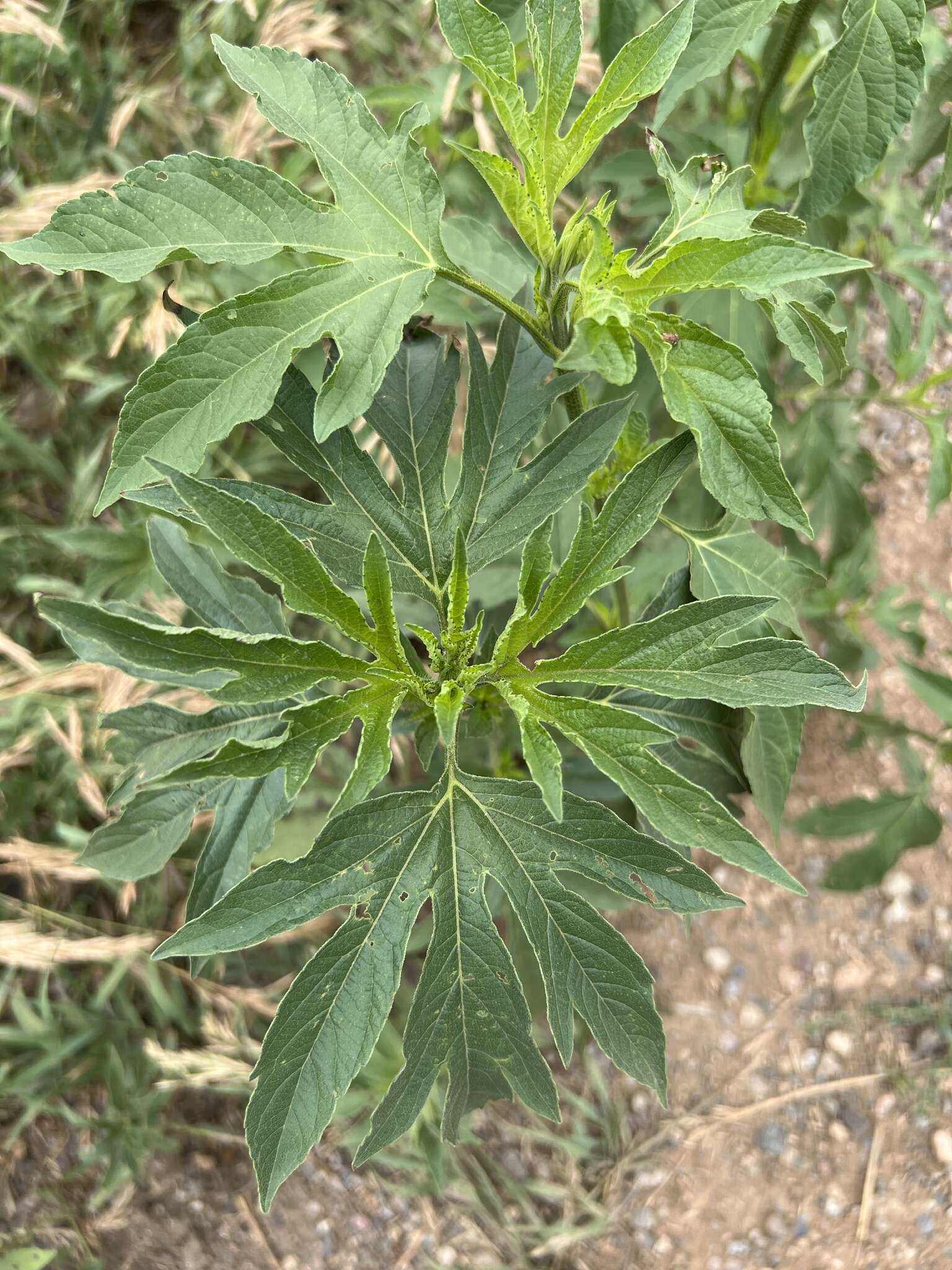 Image of Texan great ragweed