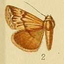 Image of Eublemma staudingeri Wallengren 1875