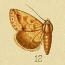 Image of Eublemma apicata Distant 1898