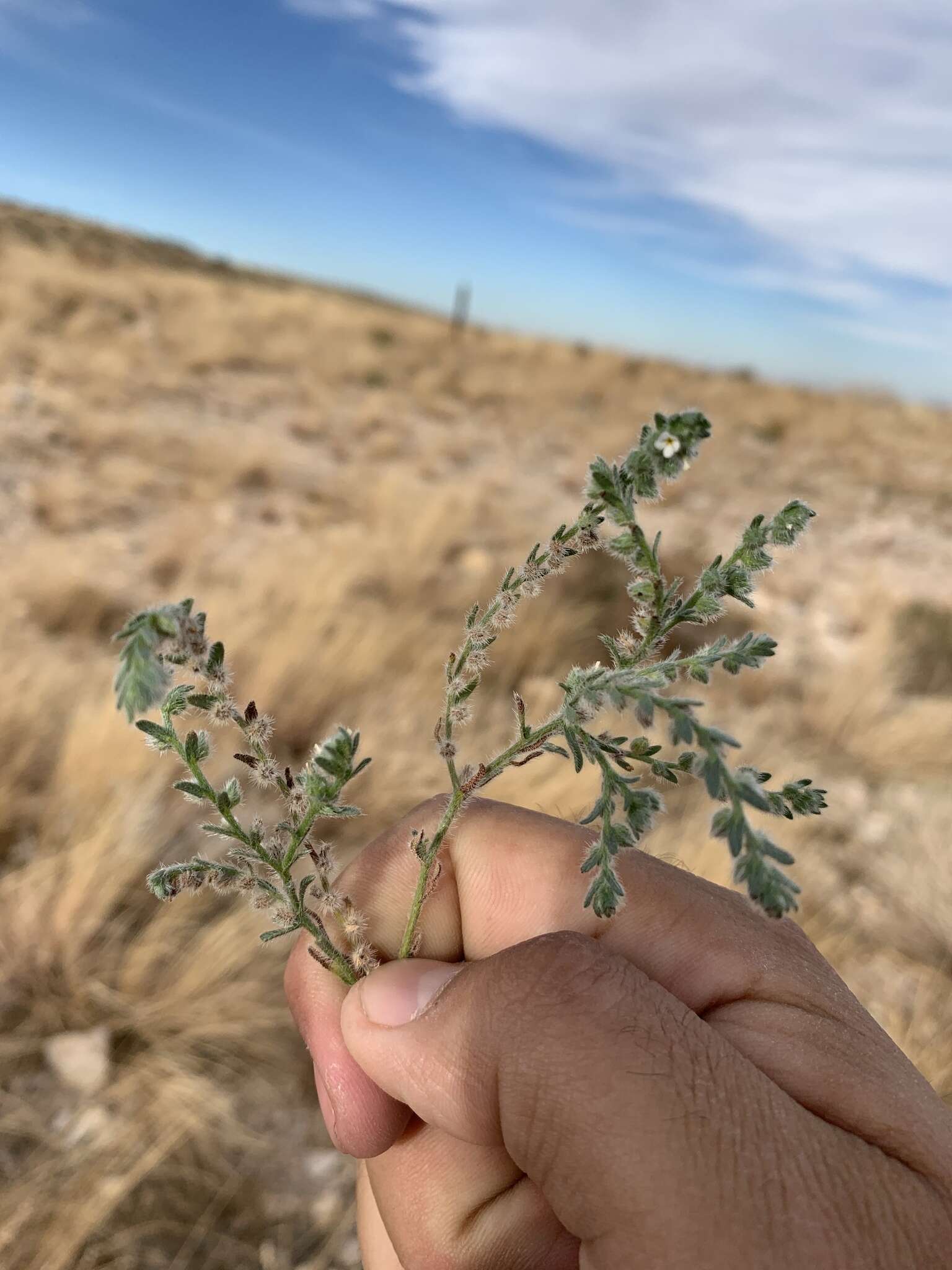 Слика од Cryptantha albida (Kunth) I. M. Johnst.