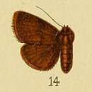 Слика од Eublemma nyctichroa Hampson 1910